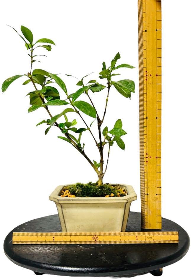 小品盆栽 クチナシ 苔付 鉢付 ミニ盆栽 豆盆栽 クチナシ-O1（くちなし